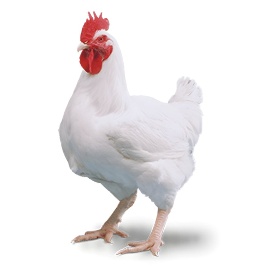 Live Chicken Broilers (Each) - Takib Farms and Agro Products Ltd